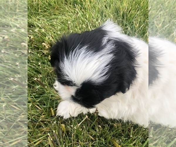 Medium Photo #5 Shih Tzu Puppy For Sale in CORVALLIS, OR, USA
