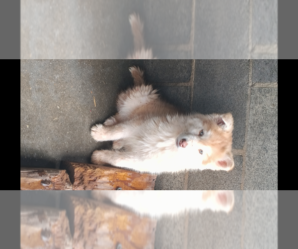 Medium Photo #1 Siberian Husky Puppy For Sale in GAFFNEY, SC, USA