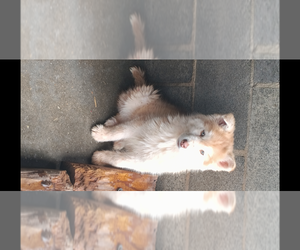 Siberian Husky Puppy for sale in GAFFNEY, SC, USA