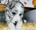 Small Photo #100 Sheepadoodle Puppy For Sale in HUNTINGTON BEACH, CA, USA