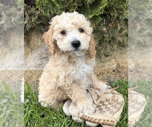 Bichpoo Puppy for sale in MIDDLEBURY, IN, USA