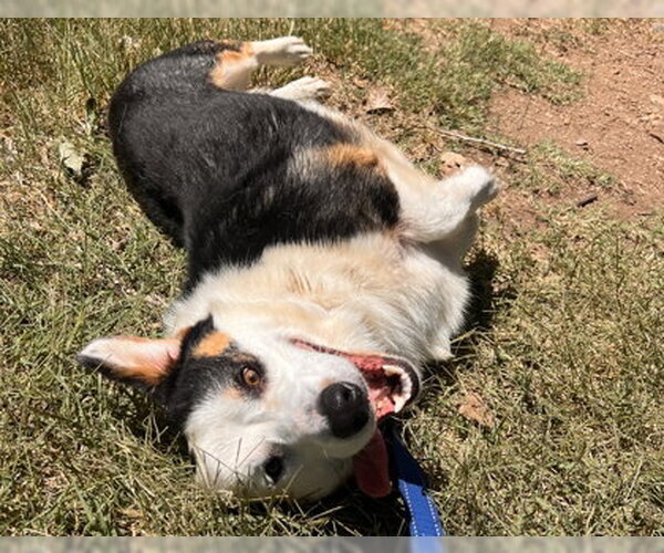 Medium Photo #3 Australian Shepherd-Unknown Mix Puppy For Sale in Denver , CO, USA