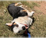 Small #2 Australian Shepherd Mix