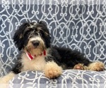 Small Photo #10 Miniature Bernedoodle Puppy For Sale in LAKELAND, FL, USA