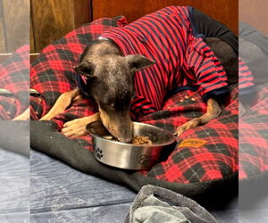 Doberman Pinscher Dogs for adoption in Buffalo, MN, USA