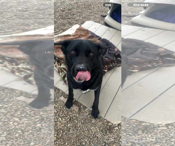 Medium Photo #3 Mutt Puppy For Sale in Emmett, ID, USA