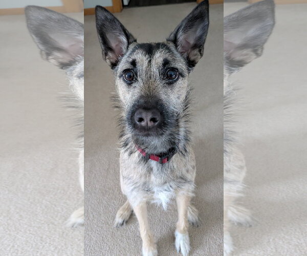 Medium Photo #5 Mutt Puppy For Sale in Brooklyn Center, MN, USA