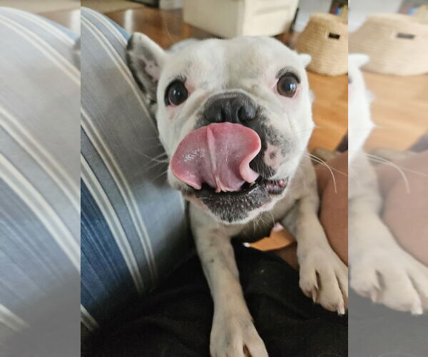 Medium Photo #9 French Bulldog Puppy For Sale in Oak Bluffs, MA, USA