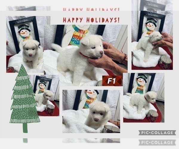 Medium Photo #3 Akita Puppy For Sale in STROUD, OK, USA