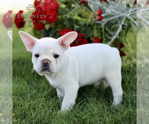 French Bulldog Puppy for Sale in RONKS, Pennsylvania USA