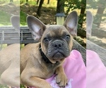 Small Photo #9 French Bulldog Puppy For Sale in BUSHKILL, PA, USA