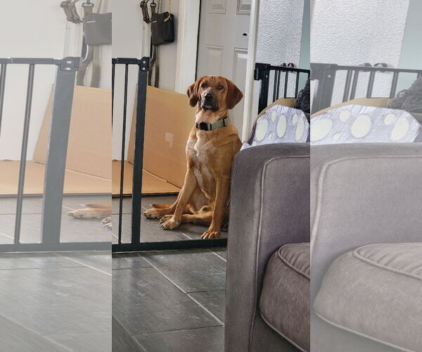 Medium Photo #1 Bloodhound-Red Heeler Mix Puppy For Sale in Chandler, AZ, USA