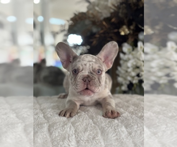 Medium Photo #3 French Bulldog Puppy For Sale in SPRING HILL, FL, USA