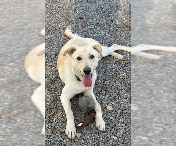 Medium Photo #5 Mutt Puppy For Sale in Rockaway, NJ, USA