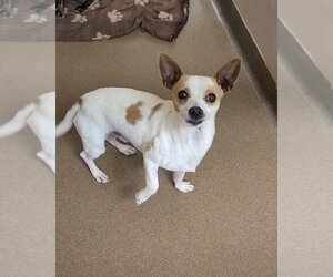 Rat Terrier-Unknown Mix Dogs for adoption in Staley, NC, USA