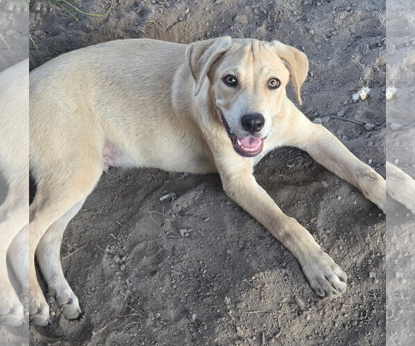 Medium Photo #4 Black Mouth Cur Puppy For Sale in Tabernash, CO, USA