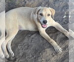 Small #3 Black Mouth Cur