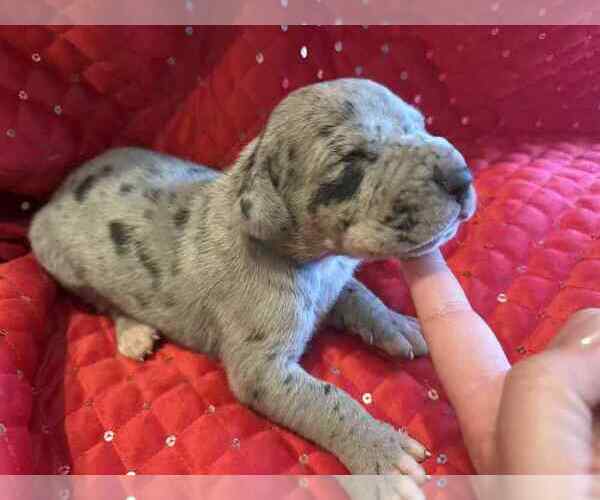 Medium Photo #14 Great Dane Puppy For Sale in ALVORD, TX, USA