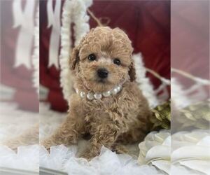 Poodle (Toy) Puppy for Sale in NEW YORK, New York USA