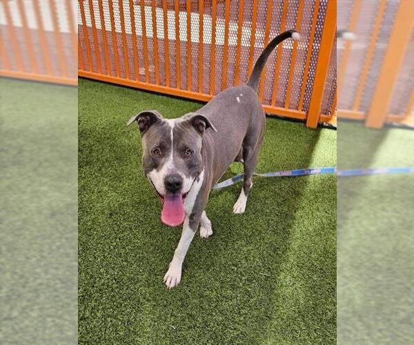 Medium Photo #1 American Pit Bull Terrier-Unknown Mix Puppy For Sale in Las Vegas, NV, USA