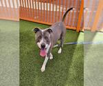 Small American Pit Bull Terrier Mix