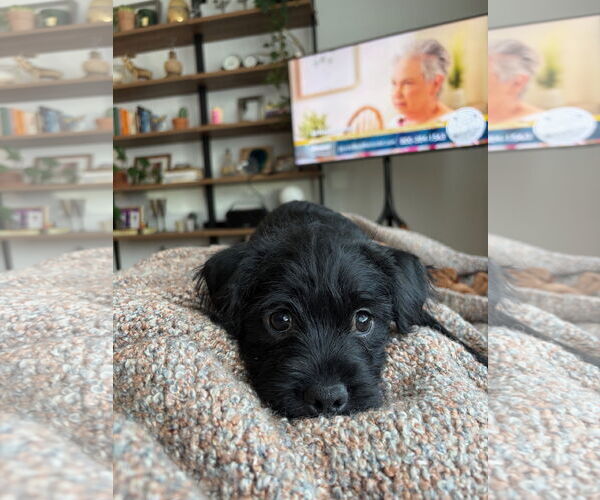 Medium Photo #2 Mutt Puppy For Sale in St. Louis Park, MN, USA