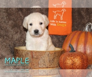Golden Retriever Puppy for sale in DECKER PR, TX, USA