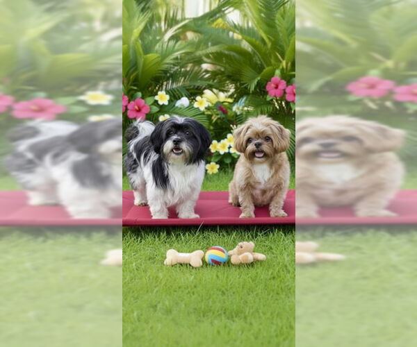 Medium Photo #8 Shih Tzu Puppy For Sale in Weston, FL, USA