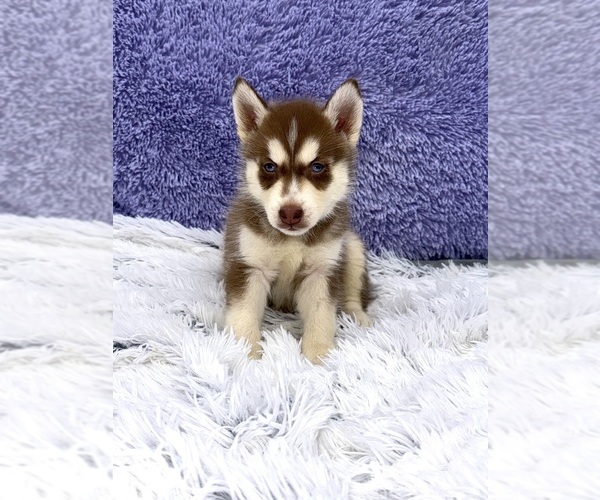 Medium Photo #6 Siberian Husky Puppy For Sale in SANDY HOOK, KY, USA
