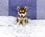 Small #5 Siberian Husky