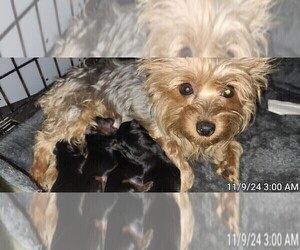 Yorkshire Terrier Puppy for Sale in AKRON, Ohio USA