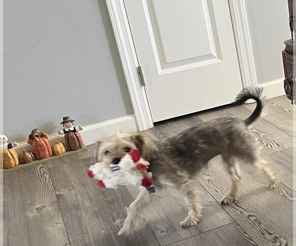 Medium Photo #2 Mutt Puppy For Sale in Allentown,, PA, USA