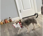 Small Photo #2 Mutt Puppy For Sale in Allentown,, PA, USA