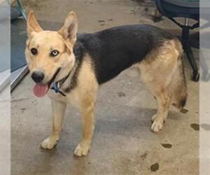 Gerberian Shepsky Dogs for adoption in Camarillo, CA, USA