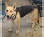 Small Gerberian Shepsky