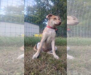 Tildy Star - Female Unknown-Welsh Corgi Mix Dog for Adoption - Photo #4