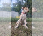 Small Photo #4 Unknown-Welsh Corgi Mix Puppy For Sale in Boston, MA, USA