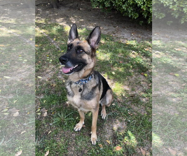Medium Photo #8 German Shepherd Dog Puppy For Sale in Plantation, FL, USA