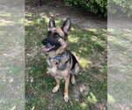 Small #7 German Shepherd Dog