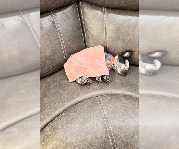 Medium Photo #9 Mutt Puppy For Sale in Sandy, UT, USA