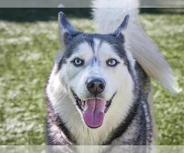 Medium Photo #1 Siberian Husky Puppy For Sale in Pasadena, CA, USA