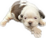 Puppy 1 Shih Tzu