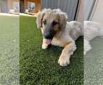 Small #1 Basset Retriever