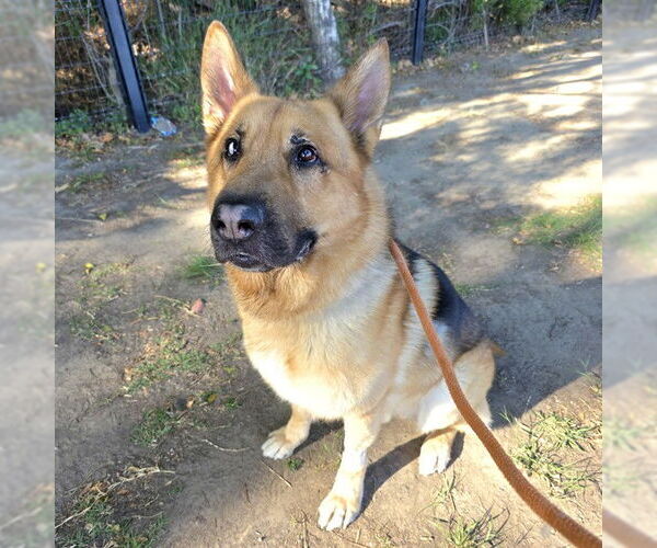 Medium Photo #1 German Shepherd Dog Puppy For Sale in Long Beach, CA, USA