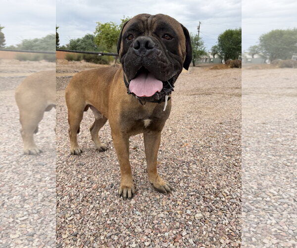 Medium Photo #1 Bullmastiff Puppy For Sale in Goodyear, AZ, USA