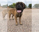 Small Bullmastiff