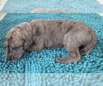 Small #6 Great Dane