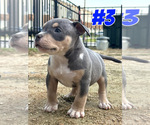 Puppy Puppy 3 American Bully