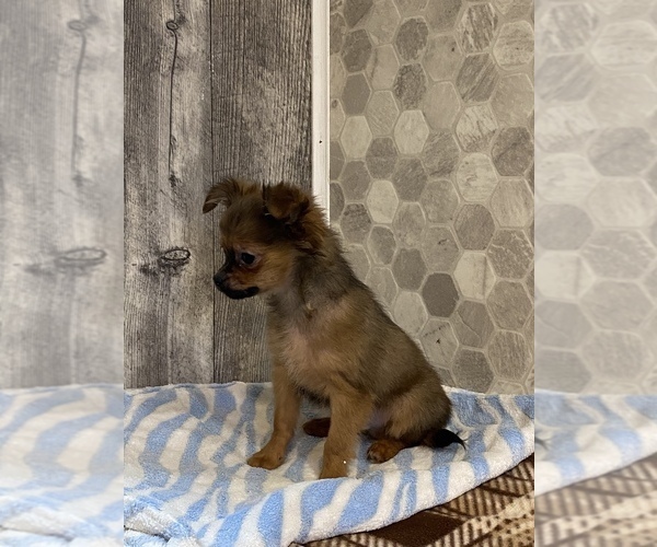 Medium Photo #2 Chihuahua Puppy For Sale in CANOGA, NY, USA