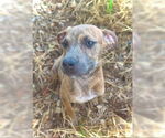 Small #3 Black Mouth Cur-Catahoula Leopard Dog Mix